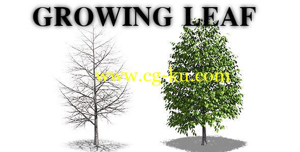 视频素材：树叶生长动画效果（带透明通道）Growing Leaf的图片1