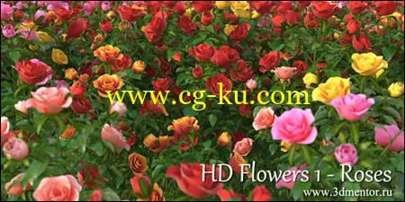 hd_flowers_1_roses40个玫瑰相关的模型集合的图片1