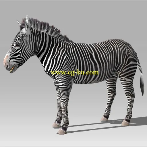 帅马一条免费3D动物模型下载带骨骼动画的图片1