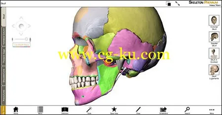 Visible Body Skeleton Premium v2.0.0 Win/MacOSX 3D可视化人体骨骼系统的图片3
