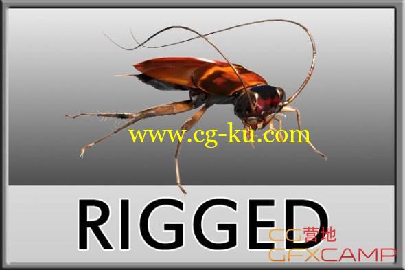 蟑螂绑定3D模型 TurboSquid – Cockroach Rigged的图片1
