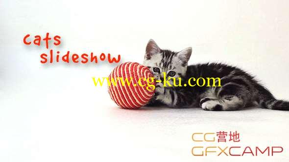 AE模板-可爱小猫家庭相册温馨片头 Cats Slideshow的图片1