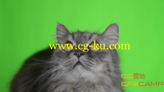 猫绿幕视频素材 VideoHive Cat Green Screen的图片1