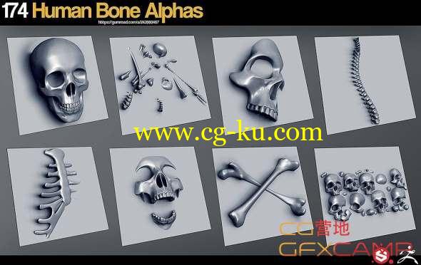 人体骨头贴图素材 Gumroad - 174 Human Bone Alphas的图片1
