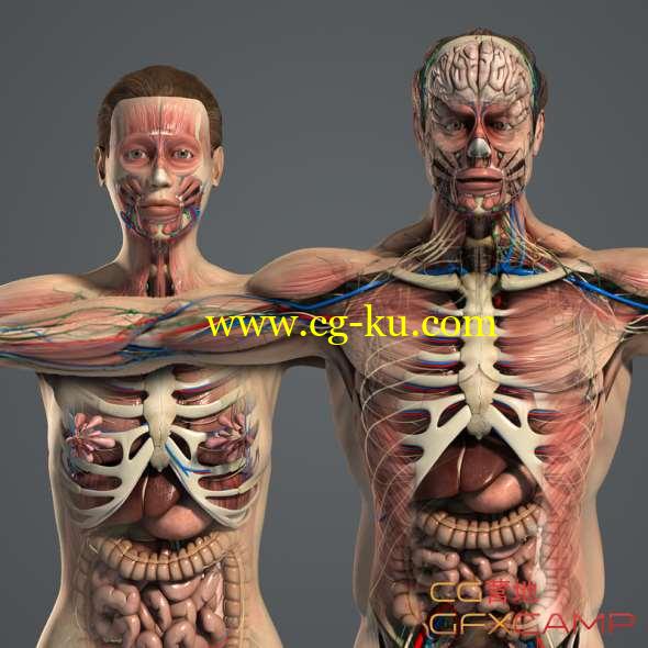 男女人体解剖3D模型 Turbosquid - Male and Female Anatomy Complete Pack V05 (MAX/Maya格式)的图片1