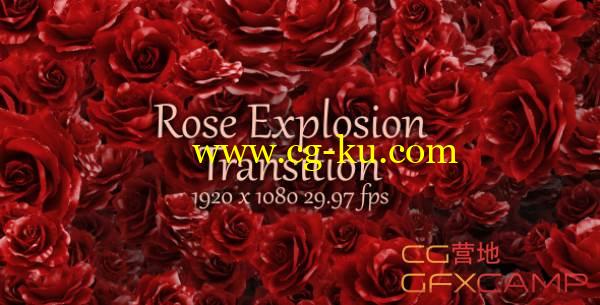 视频素材-玫瑰花散开转场 VideoHive Rose Explosion Transition的图片2