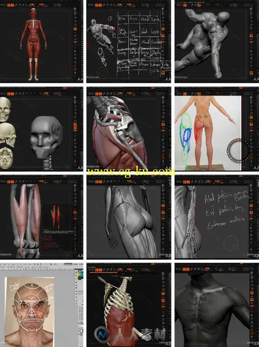 ZBrush人体骨骼结构肌肉细节姿势姿态深入剖析视频教程 Uartsy Artistic Anatomy in...的图片1