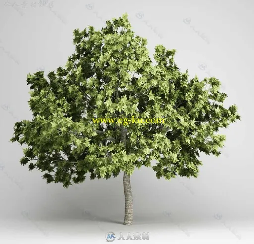 20组亚热带树木植物3D模型合辑 CGAXIS MODELS VOLUME 15 EXOTIC PLANTS的图片1