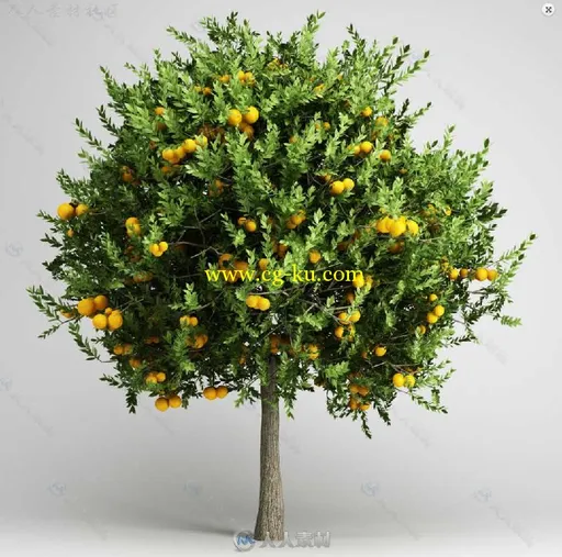 20组亚热带树木植物3D模型合辑 CGAXIS MODELS VOLUME 15 EXOTIC PLANTS的图片11