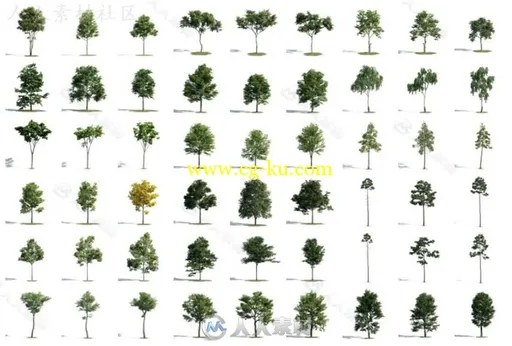 54组高质量树木植物3D模型合辑 EVERMOTION ARCHMODELS VOL.171的图片12