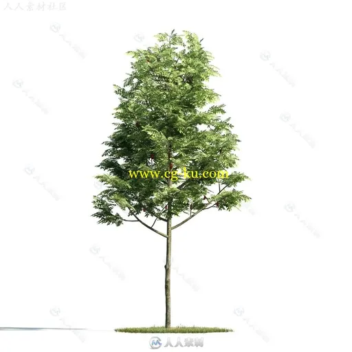 54组高质量树木植物3D模型合辑 EVERMOTION ARCHMODELS VOL.171的图片14