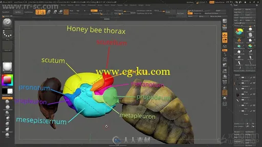 Zbrush真实昆虫实例制作大师级视频教程的图片3
