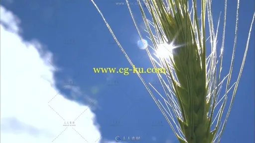 青稞农作物高清实拍视频素材的图片2