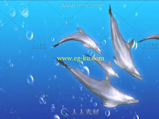 可爱的海豚群游嘻戏婚礼LED背景视频素材的图片2
