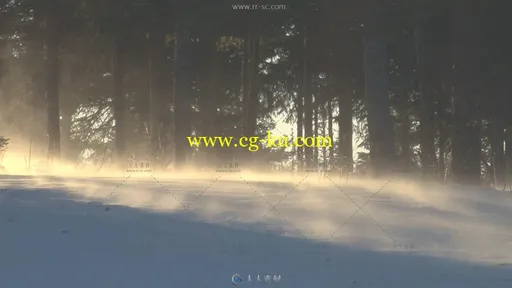 树林中的风雪吹起高清实拍视频素材的图片1