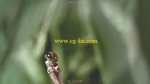 小瓢虫展翅飞起慢镜头高清实拍视频素材的图片1