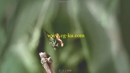 小瓢虫展翅飞起慢镜头高清实拍视频素材的图片2