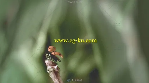 小瓢虫展翅飞起慢镜头高清实拍视频素材的图片3