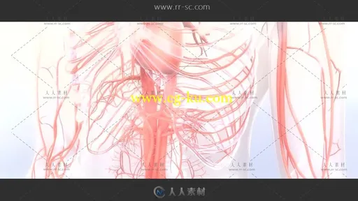 人体3D血管器官模型解剖动态视频素材的图片1