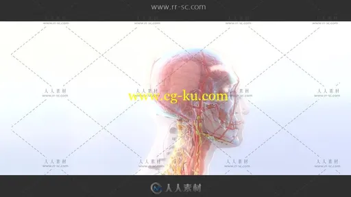 人体3D血管器官模型解剖动态视频素材的图片3
