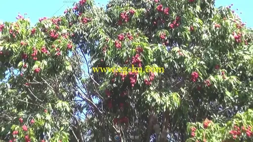 荔枝树吊挂满满果实特写高清实拍视频素材的图片3