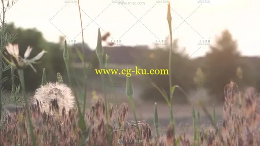 蒲公英飘散大地自然风景高清实拍视频素材的图片2