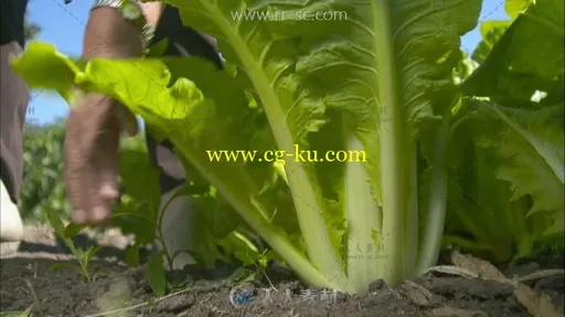 掰玉米摘辣椒农家菜园高清实拍视频素材的图片2