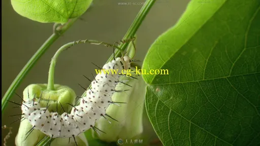 白色毛毛虫啃食庄稼高清实拍视频素材的图片1