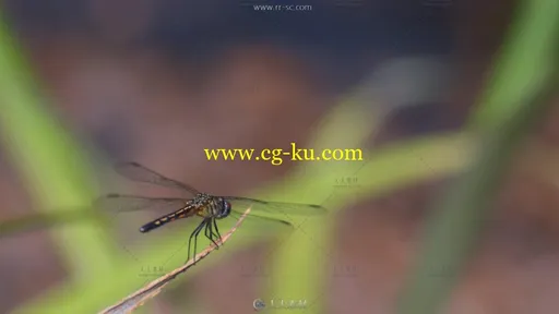 蜻蜓停留在青草叶上高清实拍视频素材的图片1