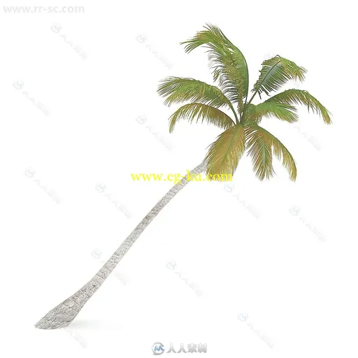 CGAxis出品22组热带棕榈植物仙人掌等3D模型合辑的图片11