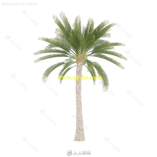 CGAxis出品22组热带棕榈植物仙人掌等3D模型合辑的图片12