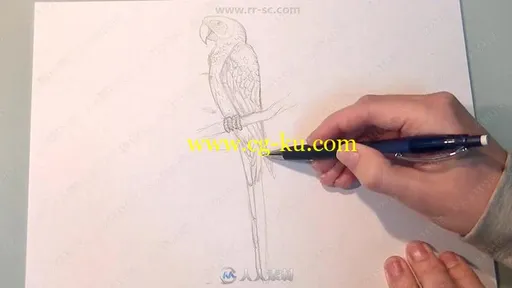 鸟类传统绘画艺术实例训练视频教程的图片3