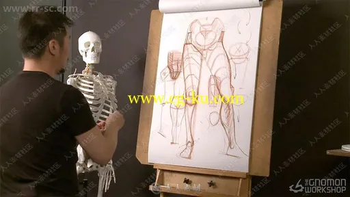 人体腿部臀部结构完整剖析绘画艺术视频教程的图片1