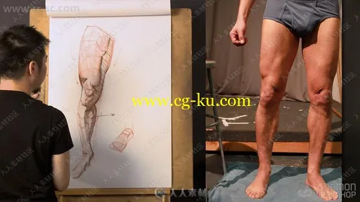 人体腿部臀部结构完整剖析绘画艺术视频教程的图片2