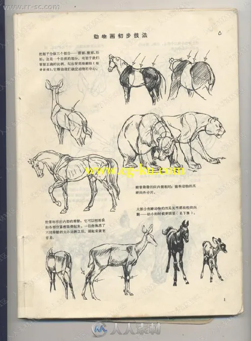 超实用基础图书动物画技法书籍杂志的图片2