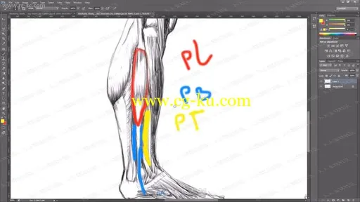 人体雕刻人体建模全面精髓各部腿部手与脚视频教程的图片1