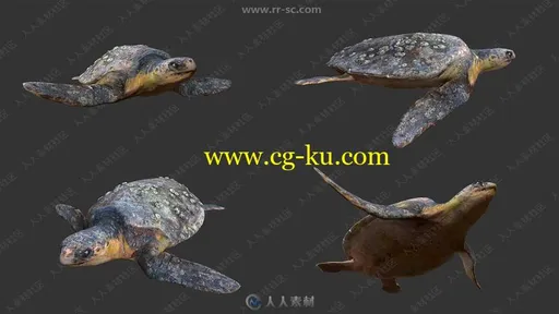 鲸鱼海豚螃蟹等海洋动物鱼类3D模型合集的图片2