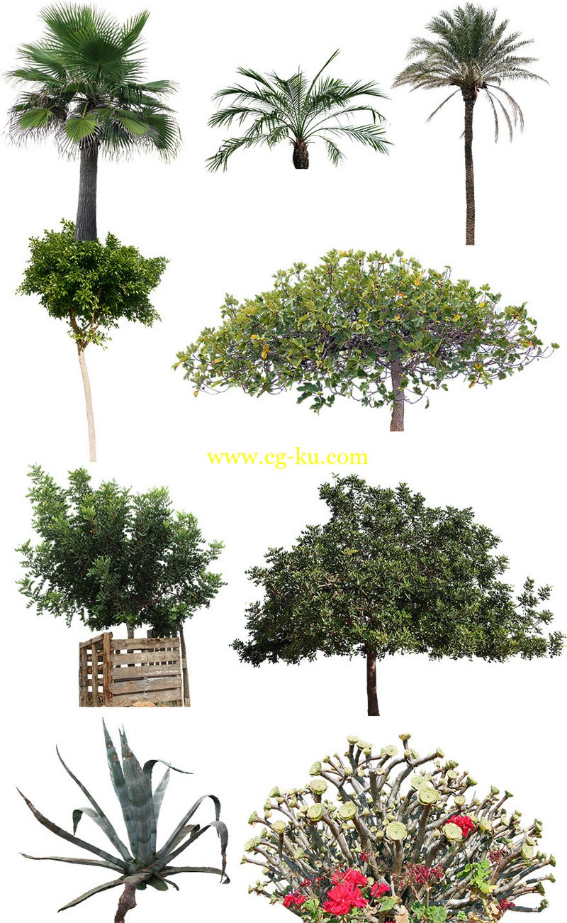 rendermall trees的图片1