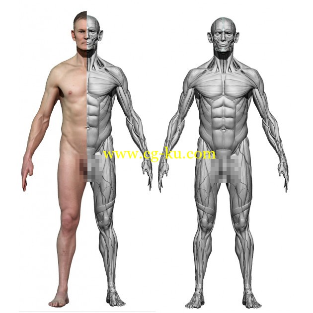 3DScanStore - Male Écorché的图片1