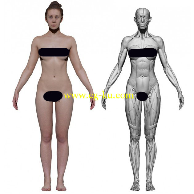 3DScanStore - New Female Écorché的图片1
