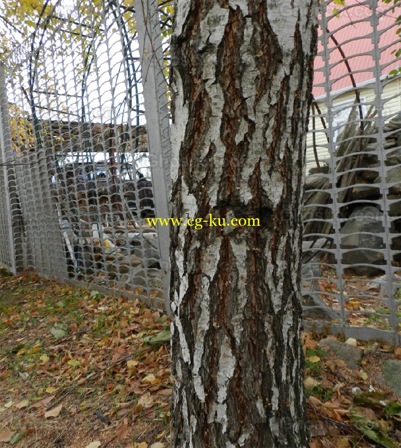 birch Birch texture(Текстуры березы Birch)的图片1