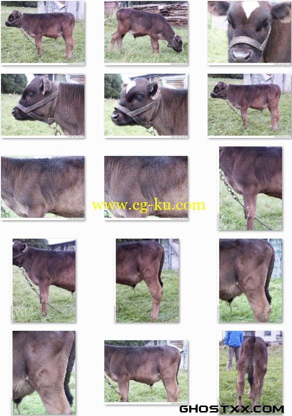 78张Calf牛的参考图片的图片1