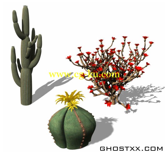 Xfrog 美国西南部植物模型库的图片1
