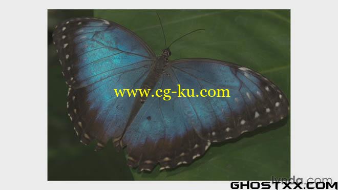 28 Lynda photoshop training的图片24