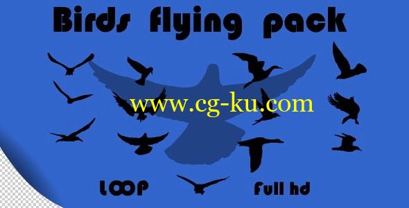 视频素材：多种飞鸟剪影动画高清视频素材 Birds Flying Pack的图片1
