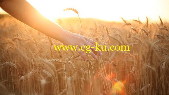 实拍素材：小清新金色麦田漫步视频素材 Hand on cereal field的图片1
