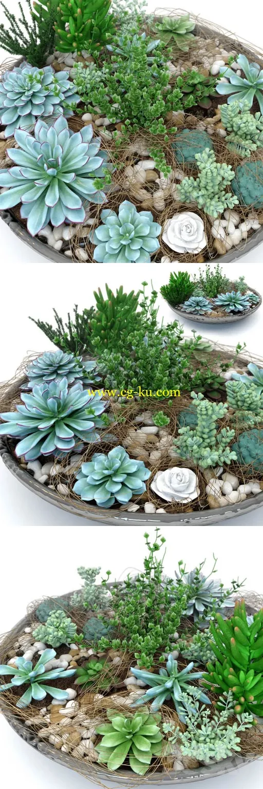 盆栽多肉质植物幼苗模型的图片1