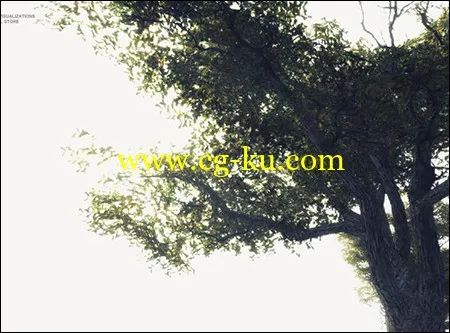 27 Mixed Vegetation Assets For Games的图片1