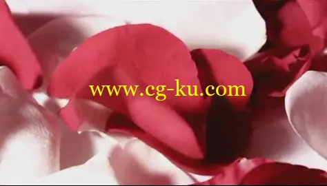 实拍+后期,玫瑰花瓣中的珍贵爱情回忆AE相册模板的图片1 实拍+后期,玫瑰花瓣中的珍贵爱情回忆AE相册模板的图片1