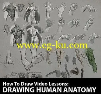 How to Draw Drawing Human Anatomy by Aaron Blaise的图片1